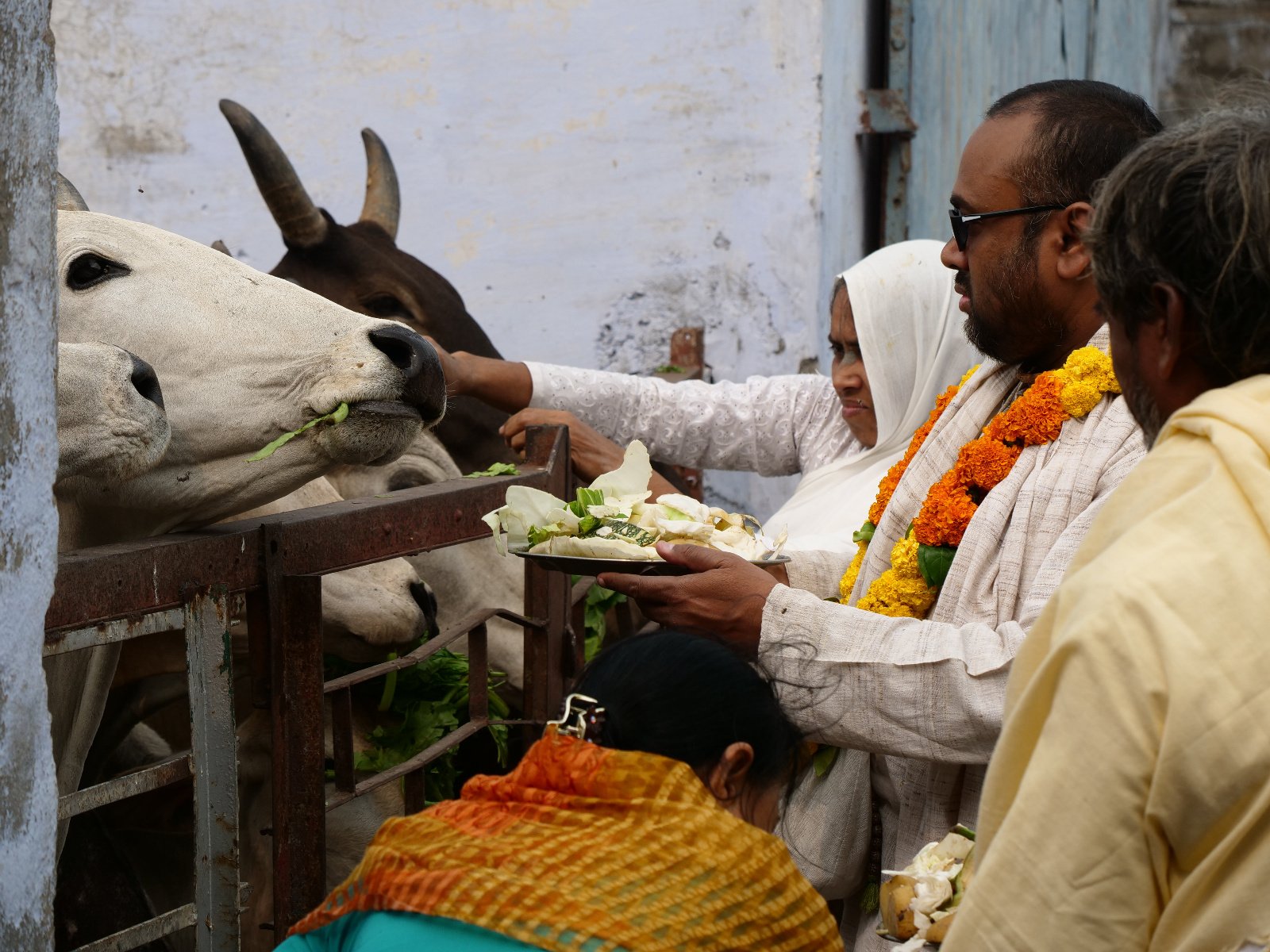  249 Gopashtami Radha kunda Govardhan 19.11.04